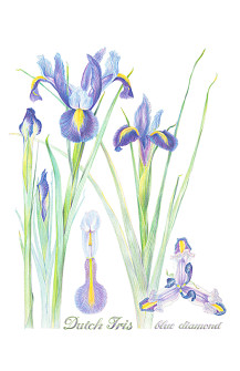 blue Iris