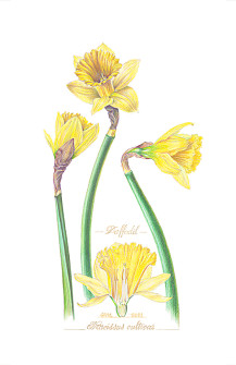 Yellow daffodils