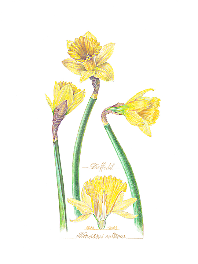 Narcissus cultivar