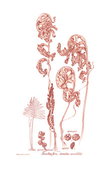 Ink Drawing- Sensitive fern
